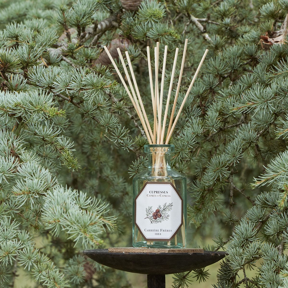 CYPRESS DIFFUSER