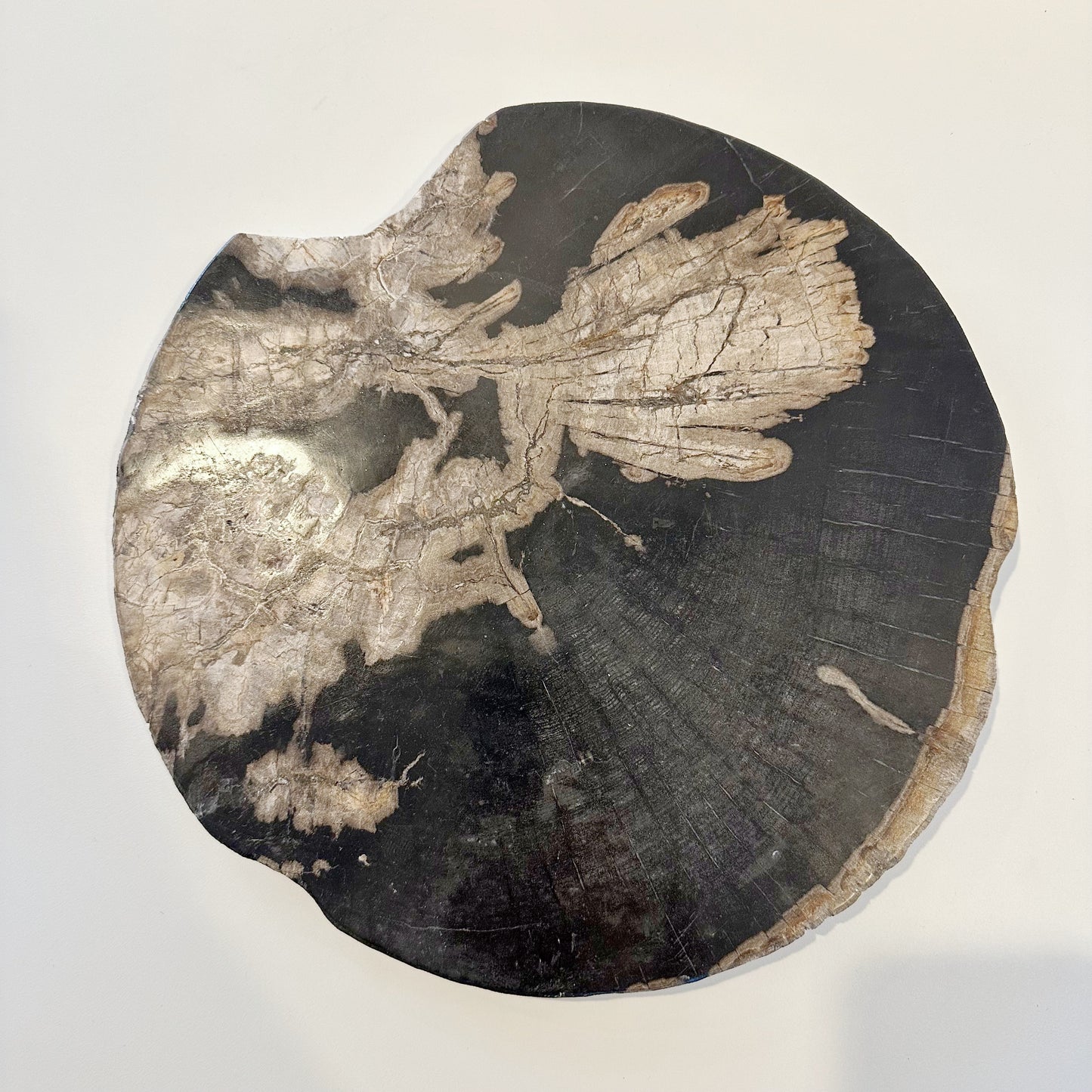 PETRIFIED WOOD SERVING BOARD