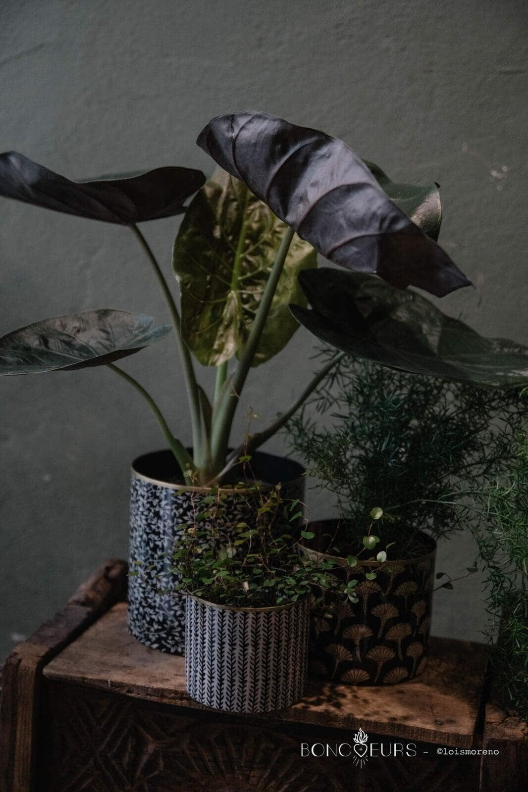 PLANT POT LARGE - BRANCH CARBON