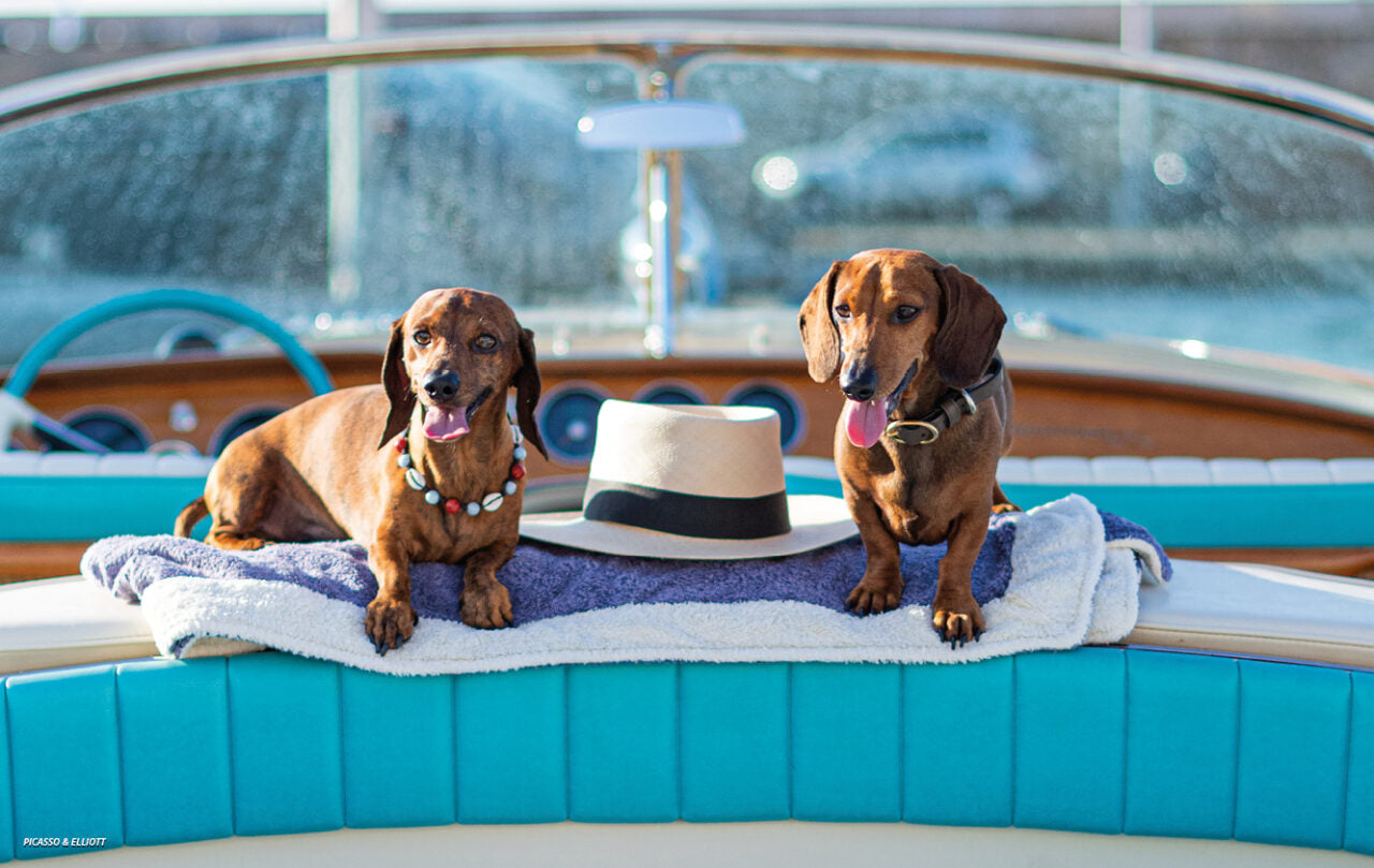 LES CHIENS DE SAINT-TROPEZ