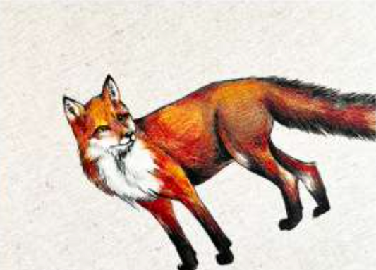 ANIMALI DEL BOSCO COASTER - FOX
