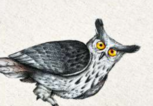 ANIMALI DEL BOSCO COASTER - OWL