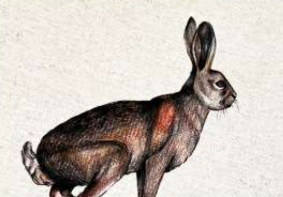 ANIMALI DEL BOSCO COASTER