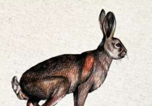 ANIMALI DEL BOSCO COASTER - HARE