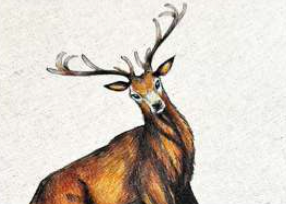 ANIMALI DEL BOSCO COASTER