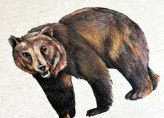 ANIMALI DEL BOSCO COASTER