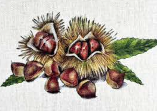 MONTAGNA COASTER - CHESTNUTS