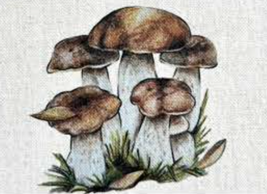 MONTAGNA COASTER - MUSHROOMS