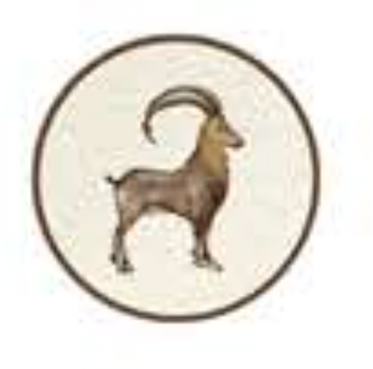 ANIMALI DEL BOSCO COASTER - IBEX